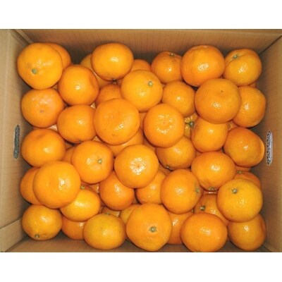 紀州有田みかん　秀品　約10kg　M.Sサイズ 