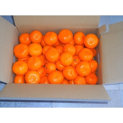 紀州有田みかん　秀品　約5kg　(MまたはSサイズ)