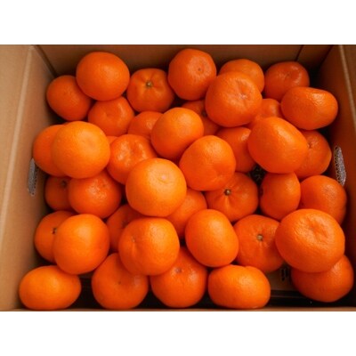 紀州有田みかん　秀品　約5kg　Sサイズ 