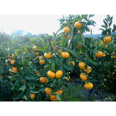 紀州有田みかん　秀品　約5kg　Sサイズ 