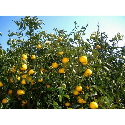 2024年2月中旬より発送　和歌山由良町産　はっさく　約10kg(キズあり)サイズおまかせ