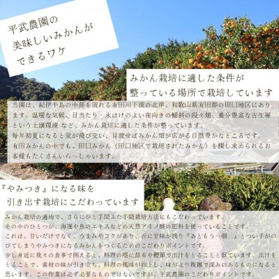 農家直送!有田みかん3kg≪Lサイズ秀品≫　平武農園の有田ブランド田口みかん　～蛍飛ぶ町から旬の便り