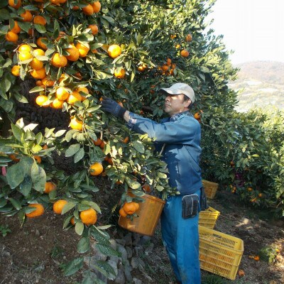 蛍飛ぶ町から旬の便り 有田みかん Mサイズ 3kg　平武農園の有田ブランド田口みかん
