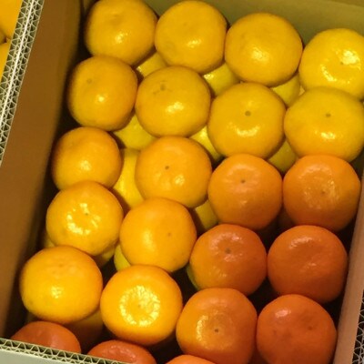 頑固果物屋の厳選有田みかん　7.5kg　特秀品