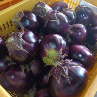 紀州伝統野菜「湯浅なす」 約4kg