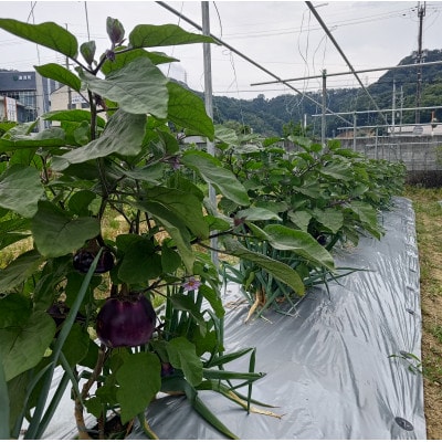 紀州伝統野菜「湯浅なす」 約4kg