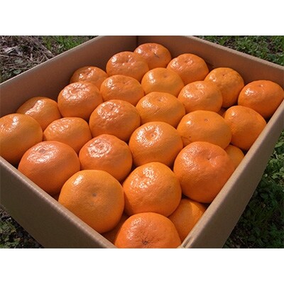 秀品【2023年11月発送】有田みかん　約10kg!