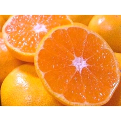 訳あり　ご家庭用「有田みかん」5kg!　【10月発送分】