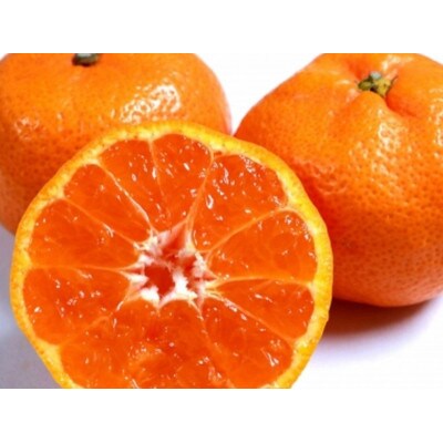 訳あり　ご家庭用「有田みかん」5kg!　【11月発送分】