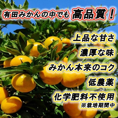 高級みかん秀品「田村みかん」5kg【11月発送分】