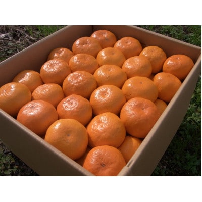 高級みかん秀品「田村みかん」10kg【12月発送分】