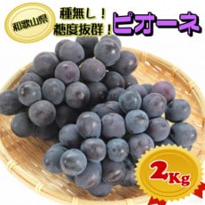 糖度抜群ぶどう!【種無しピオーネ】約2kg | ふるさと納税のお礼品