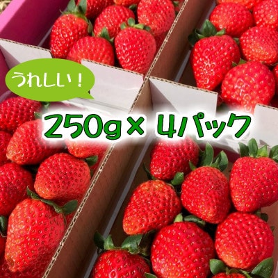 あま～い!まりひめ苺1kg『和歌山ブランド苺』約250g×4パック【秀品】ギフトにも!