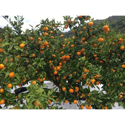 樹上完熟有田みかん約3kg