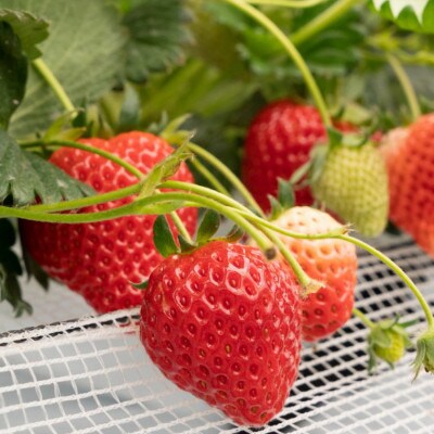 和歌山県産オリジナルいちご「まりひめ」300g×2パック入り(湯浅町)