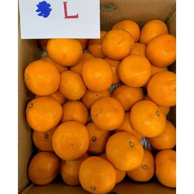 ＜先行受付＞【数量限定】有田みかん青秀L　　　、2Lサイズ約5kg