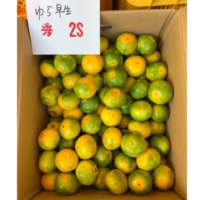 【先行受付】ゆら早生みかん　赤秀品　　　　2Sサイズ　5kg