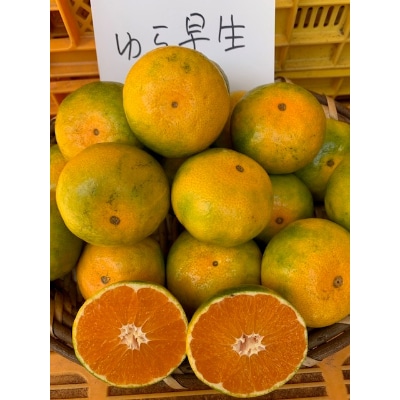 【先行受付】　ゆら早生みかん　赤秀品　　　Мサイズ　5kg