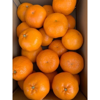 <先行受付>完熟　はるみオレンジ　L、2L、3Lサイズ　5kg　バラ詰め