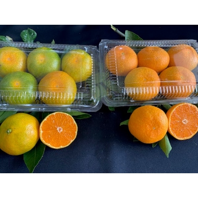 ハウスみかん　食べ比べセット　4パック