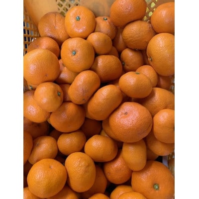 【高糖系】越冬本貯蔵　丹生系(にゅうけい)みかん秀品2S～L　約5kg