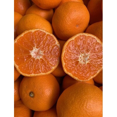 【高糖系】越冬本貯蔵　丹生系(にゅうけい)みかん　秀品2L～3L　約5kg