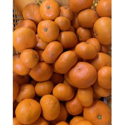 【高糖系】越冬本貯蔵　丹生系(にゅうけい)みかん　秀品2L～3L　約5kg