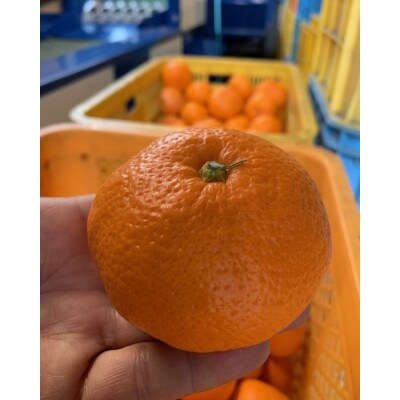 【高糖系】越冬本貯蔵　丹生系(にゅうけい)みかん　秀品2L～3L　約5kg