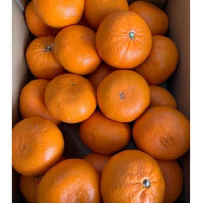 麗紅柑(れいこう)　青秀品家庭用　2S～3Lサイズ　約3kg　和歌山県有田産