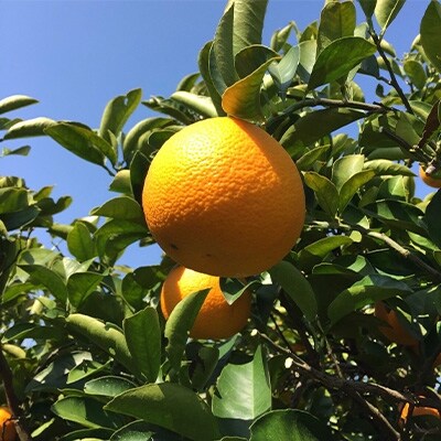 【産地直送】和歌山県産　八朔　10kg(M～3Lサイズ)<2026年1月中旬頃より順次発送>