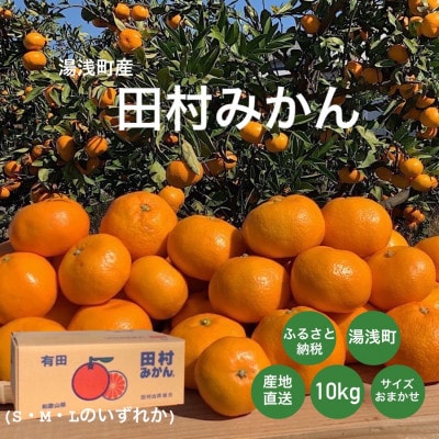 <先行受付>【2025年11月下旬より順次発送】湯浅産　田村みかん　10kg　(サイズおまかせ)
