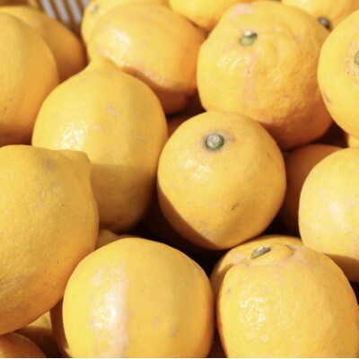 【先行受付2027年1月中旬より順次発送】　和歌山県産　レモン　2kg　家庭用