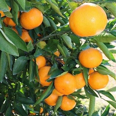 2021年11月発送開始『定期便』【産地直送】和歌山県産　有田みかん　約10kg　全3回