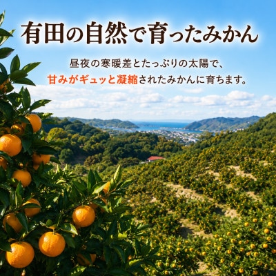 【先行受付】はじめまして 有田みかん 3kg　和歌山県湯浅町産　家庭用・味重視