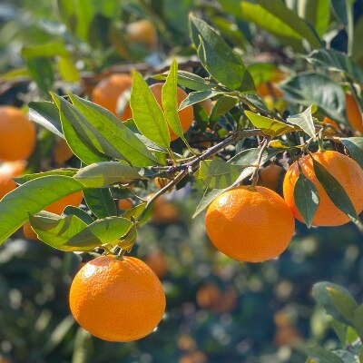 L'enfant du soleil ~太陽の子~　和歌山県産　有田みかん 3kg【数量限定】