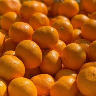 【期間限定受付】はじめまして有田みかん　和歌山県産　お試し5kg　/ORYY推奨