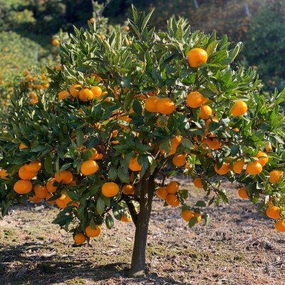 【期間限定受付】はじめまして有田みかん　和歌山県産　お試し5kg　/ORYY推奨