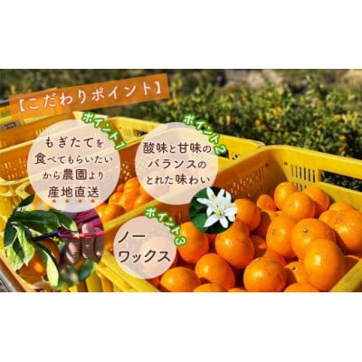 【甘味と酸味の調和】北真農園　有田みかん　ゆら早生　濃厚完熟　3kg　サイズ　混合　ORYY推奨