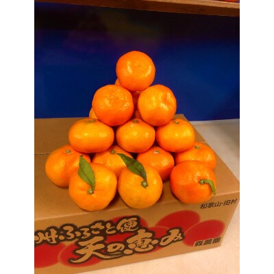 有田みかん訳あり5kg　ブランドみかん 田村産