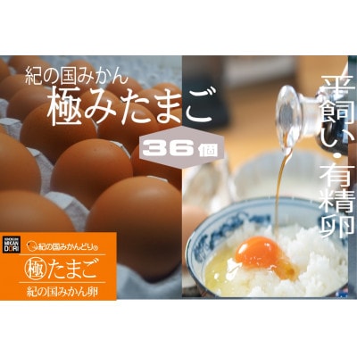 紀の国みかん極みたまご　36個
