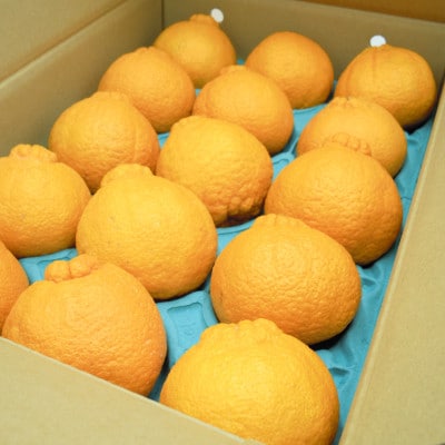 糖度13度以上　JA和歌山　AQのデコポン(和歌山県産)　秀品　約5キロ(12～24玉)