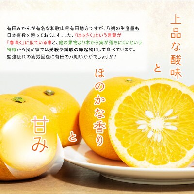 2025年2月下旬より発送　和歌山県有田産　八朔　10kg　秀品