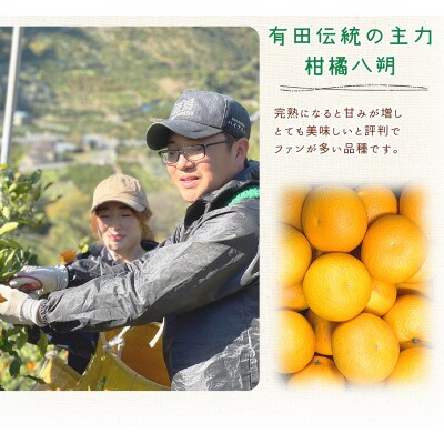 2025年2月下旬より発送　和歌山県有田産　八朔　10kg　秀品