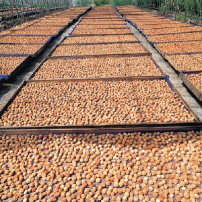 紀州南高梅 梅干 昔ながらのしそ漬　 家庭用 B級　650g