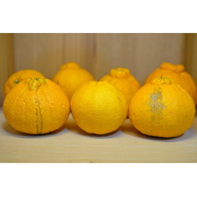 〔和歌山県産/ご家庭用〕(5kg)完熟不知火!甘酸っぱい味わいと芳醇な風味がたまらない柑橘!