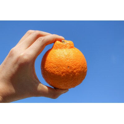 〔和歌山県産/ご家庭用〕(5kg)完熟不知火!甘酸っぱい味わいと芳醇な風味がたまらない柑橘!