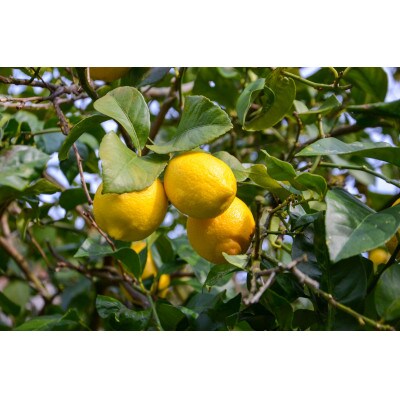 自農園(和歌山県産)レモン100%ストレート果汁 180ml×5本◆添加物・保存料不使用!