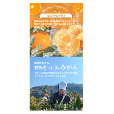 【先行受付】ご家庭用 せとか 和歌山 有田 S～3Lサイズ 大きさお任せ 3kg