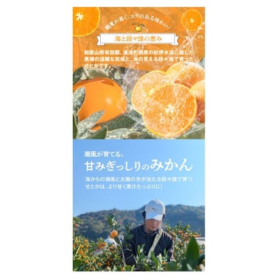 【先行受付】訳あり せとか 和歌山 有田 2S～3Lサイズ混合 2kg