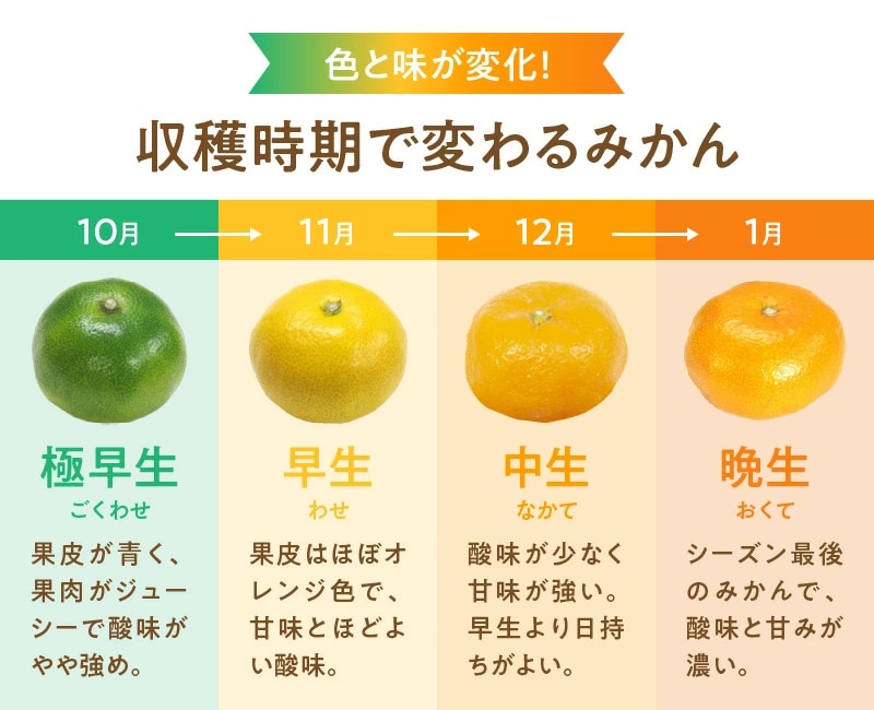 特選 有田みかん 和歌山 S～Lサイズ 大きさお任せ 10kg
